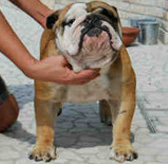 Il Papà dei nuovi cuccioli di Bulldog Inglese  nati nel nostro allevamento