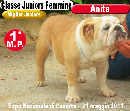 Anita Bulldog Inglese - Expo  Ternii 2011 