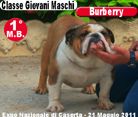 Burberry  Bulldog Inglese - Expo Caserta2011