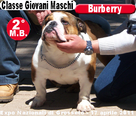 Burberry Bulldog Inglese - Expo Grosseto 2011 
