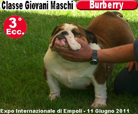Burberry Bulldog Inglese  - Expo di Empolii 2011