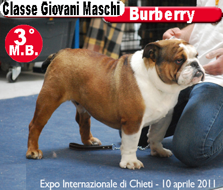Burberry Bulldog Inglese - Expo Chieti 2011 