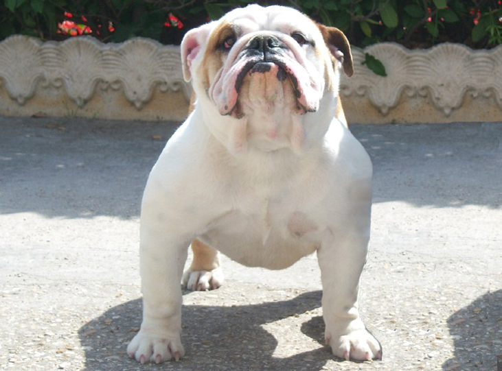 Chanel N. 5 - Psquaed Bulldog Inglese del Nostro Allevamento 