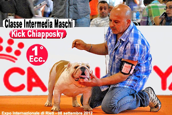Kick Chiapposky Bulldog Inglese del ns Allevamento - Expo Rieti 2012