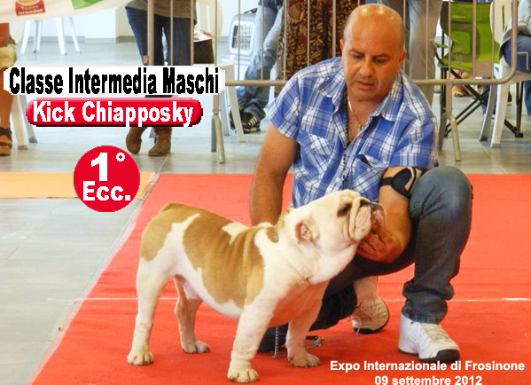Kick Chiapposky Bulldog Inglese del ns Allevamento - Expo Frosinone 2012
