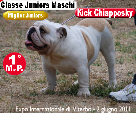 Kick Chiapposky Bulldog Inglese - Expo Viterbo 2011