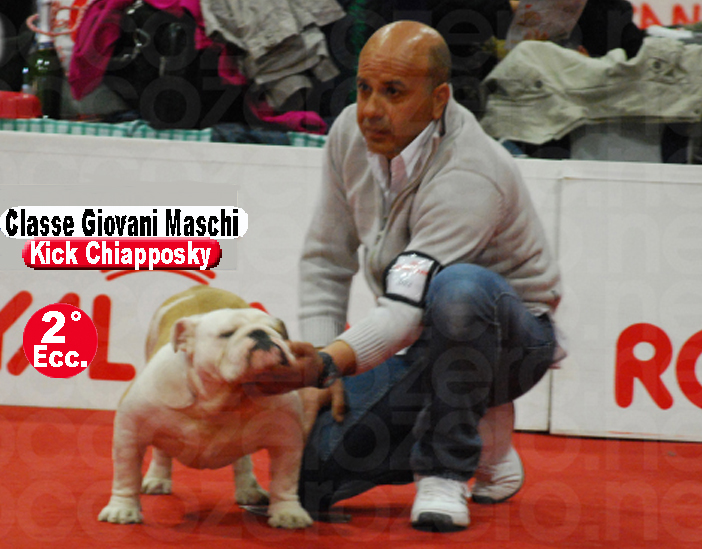 Kick Chiapposky Bulldog Inglese - Expo Bastia Umbra 2011