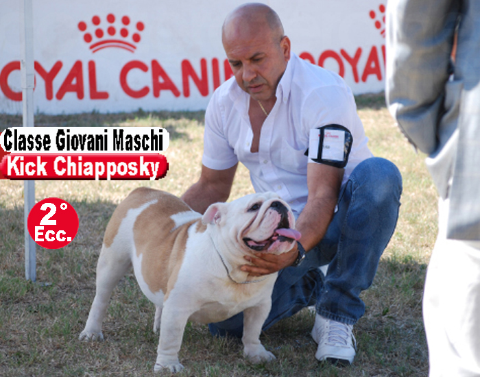 Kick Chiapposky Bulldog Inglese - Expo Roma 2011