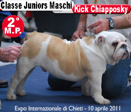 Kick Chiapposky Bulldog Inglese - Expo Chieti 2011 