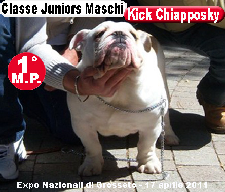 Kick Chiapposky Bulldog Inglese - Expo Grossetoi 2011 