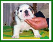 Cucciolo di Bulldog Inglese - Amore di Zia Rita