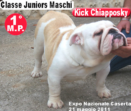 Kick Chiapposky Bulldog Inglese - Expo Caserta2011