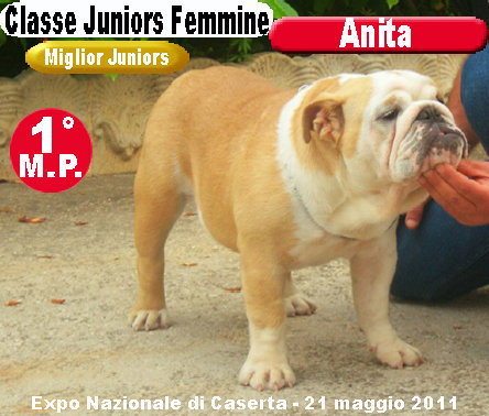 Anita Bulldog Inglese - Expo Caserta 2011