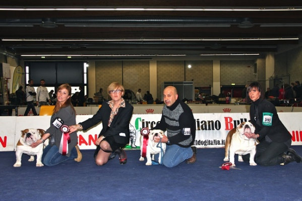 Kick Chiapposky Bulldog Inglese del ns.  Allevamento - Expo Arezzo 2012